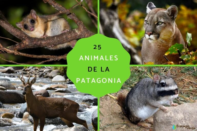 Qué flora y fauna caracterizan a los bosques patagónicos 8 bosque patagonico con arboles y animales silvestres