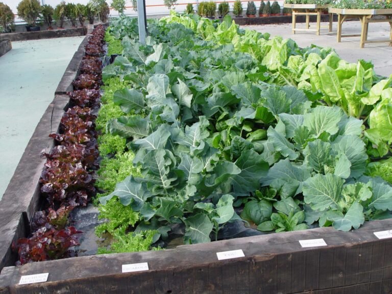 Qué se Puede Sembrar en Febrero en Argentina Según el Clima 21 huerto urbano con plantas de estacion febrero