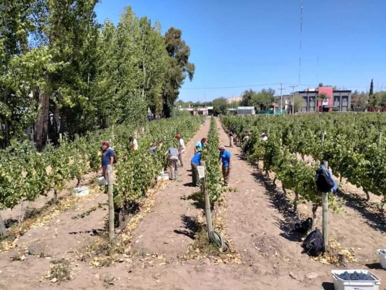 Dónde está ubicada la Bodega Don Bosco en Rodeo del Medio 11 vinedos en rodeo del medio mendoza argentina